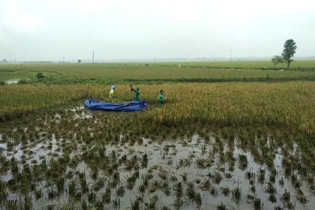 Lahan Sawah Terdampak Banjir di Tuban Dapat Asuransi Rp6 Juta per Hektar