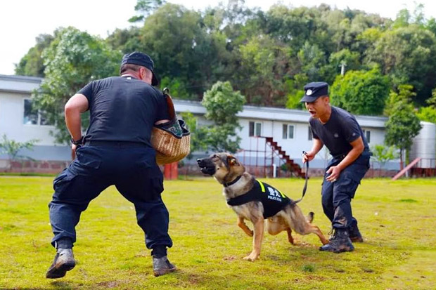 Anjing Polisi Kloning Pertama China Siap untuk Pelatihan
