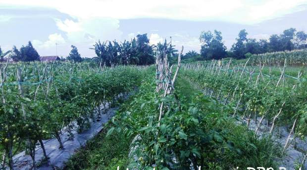 Sayuran Organik Makin Berkembang di Barito Kuala Kalsel