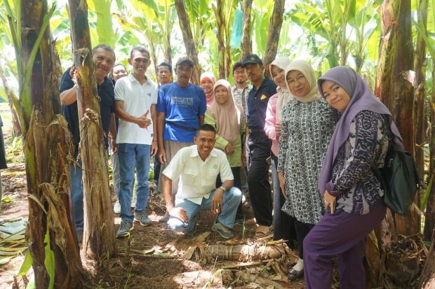 Kemitraan Tingkatkan Kinerja Ekspor Petani Pisang di Lampung
