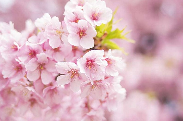 Cherry Blossom Tokyo Tawarkan Wisatawan Berendam di Bunga Sakura