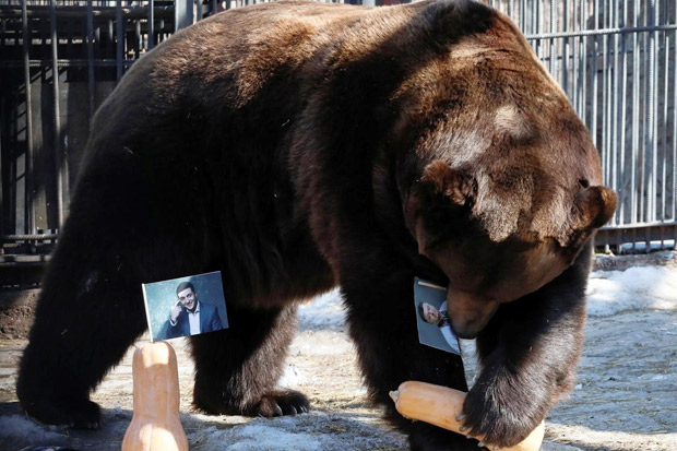 Beruang di Kebun Binatang Rusia Memprediksi Pemenang Pilpres Ukraina