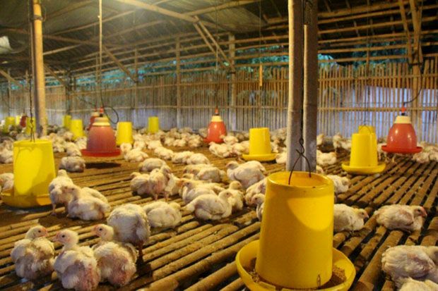 Jelang Ramadan, Asosiasi Peternak Ingin Harga Ayam Potong Stabil