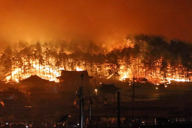 Dilanda Kebakaran Hutan Dahsyat, Korsel Umumkan Darurat Nasional