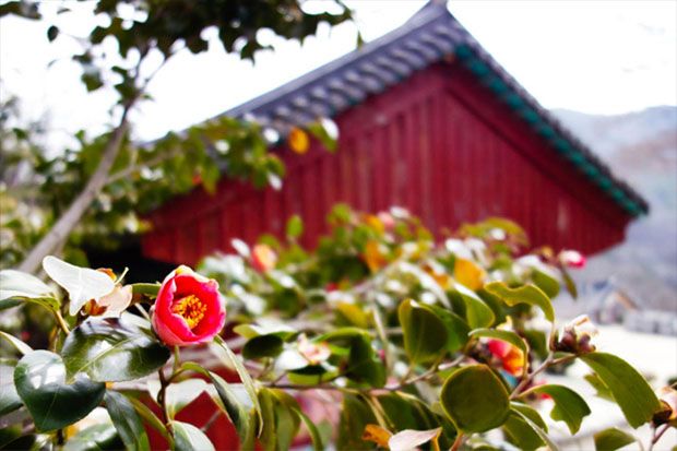Korea Selatan Ciptakan Tren Produk Kecantikan dari Bunga Camellia