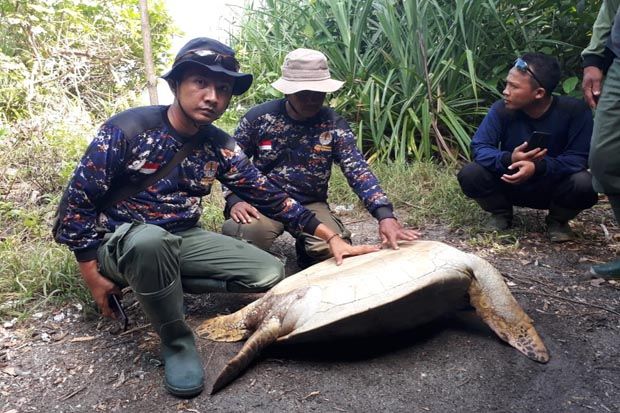 BKSDA Terus Pantau Perburuan Penyu Pulau Enggano
