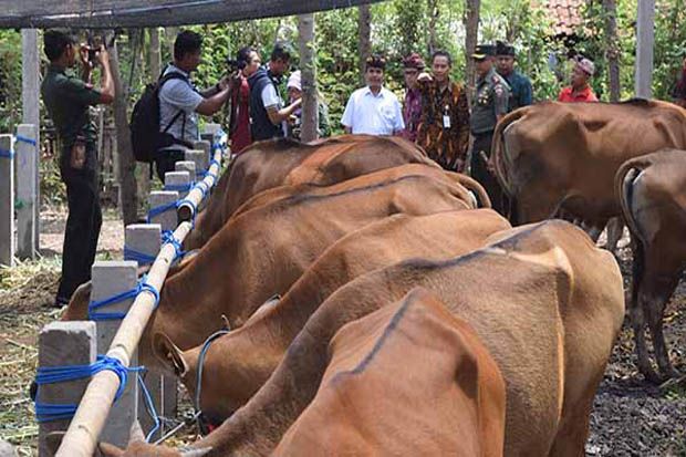 Kabupaten Badung Asuransikan Ratusan Ekor Sapi Betina