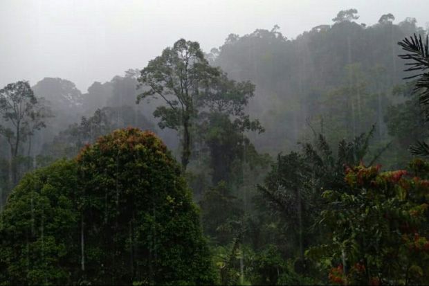 BKSDA: Keragaman Hayati Hutan Batangtoru Tetap Dilindungi