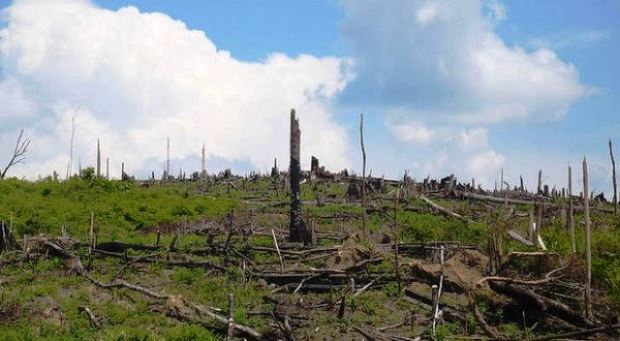 TNC Indonesia Libatkan Warga Desa Tekan Kerusakan Hutan di Kaltim