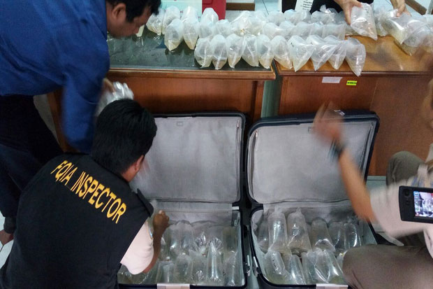 Penyelundupan Benih Lobster Senilai Rp37 Miliar di Jambi Digagalkan