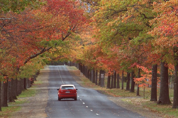 4 Pesona Warna Keemasan Musim Gugur di Australia