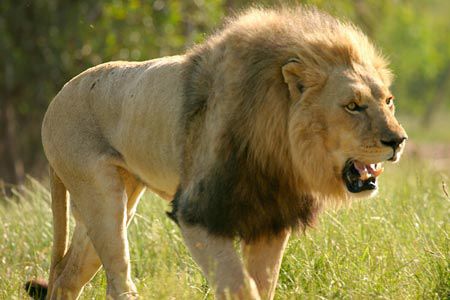 Investigasi Ungkap Peternakan Singa untuk Bisnis Aksesoris