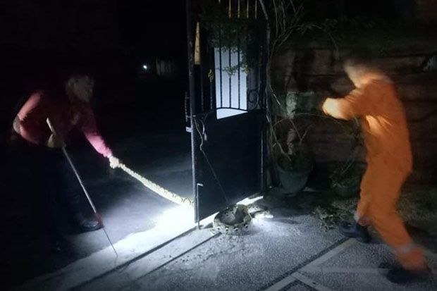 Tim Animal Rescue Damkar Kobar Evakuasi Ular Piton Sepanjang 3 Meter