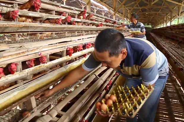 Kementan Pantau Ketat Stok Telur Ayam Selama Ramadhan