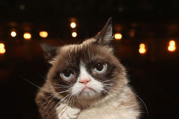 Grumpy Cat Si Kucing Viral Tutup Usia