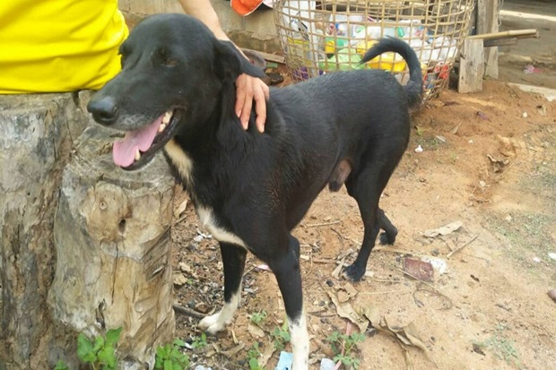 Selamatkan Bayi yang Dikubur Hidup-hidup, Anjing Ini Jadi Pahlawan