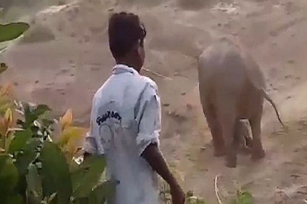Marah Bayinya Dilempari Batu, Gajah di India Bunuh Manusia