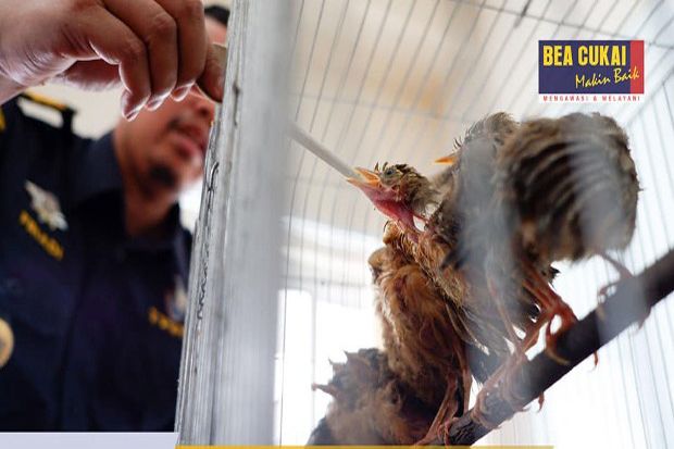 Bea Cukai Kualanamu Gagalkan Penyelundupan Puluhan Burung dan Bibit Tanaman