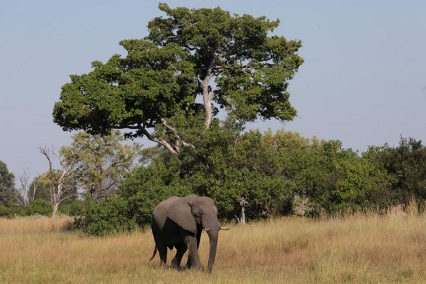 Larangan Dicabut, Orang Bebas Berburu Gajah di Botswana