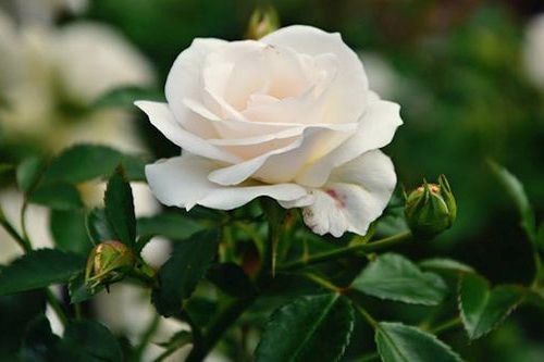 Kandungan Mawar Putih Juga Bermanfaat untuk Perawatan Kulit