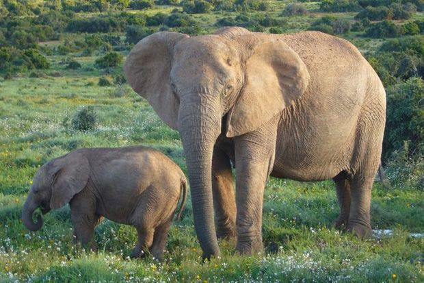 Spesies Gajah, Badak dan Elang Dikhawatirkan Punah