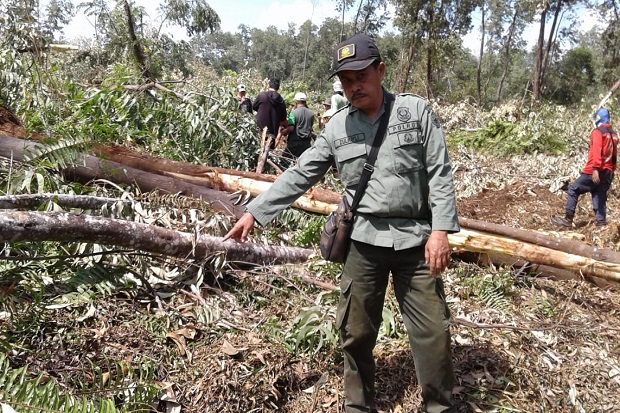 BBKSDA: Tiga Harimau Serang Pekerja Perusahaan Kertas Sinar Mas di Riau