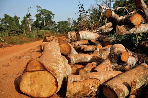 571 Spesies Tanaman Punah dalam 250 Tahun