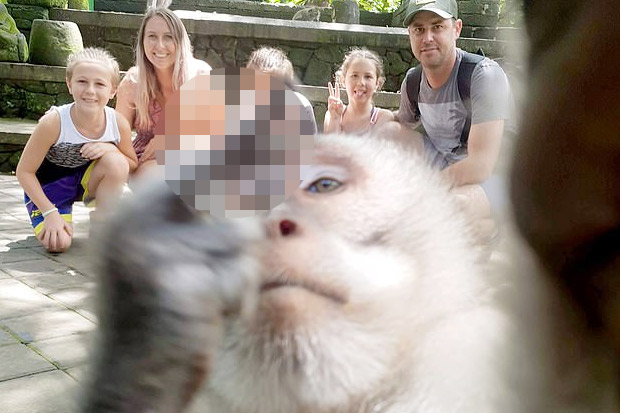 Ambil Kamera Turis, Monyet di Bali Selfie Sambil Mengacungkan Jari Tengah