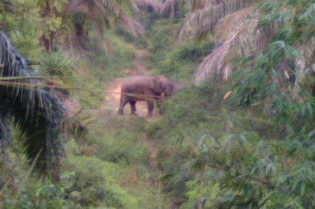Tim Kesulitan Relokasi Gajah di Permukiman Inhu Riau