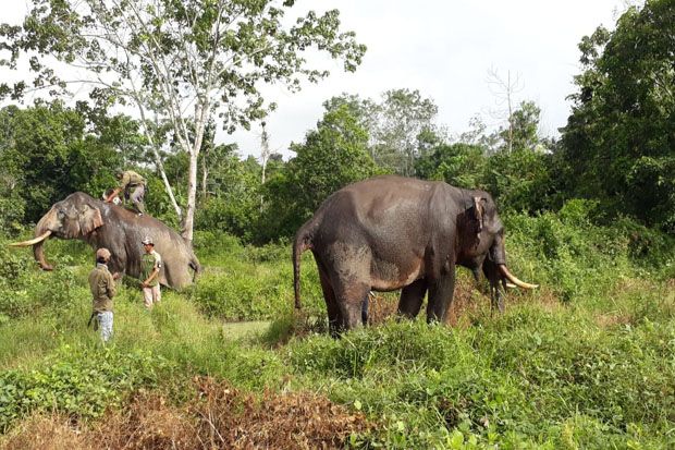 2 Ekor Gajah Latih Kelelahan Hadapi Gajah Liar di Inhu Riau