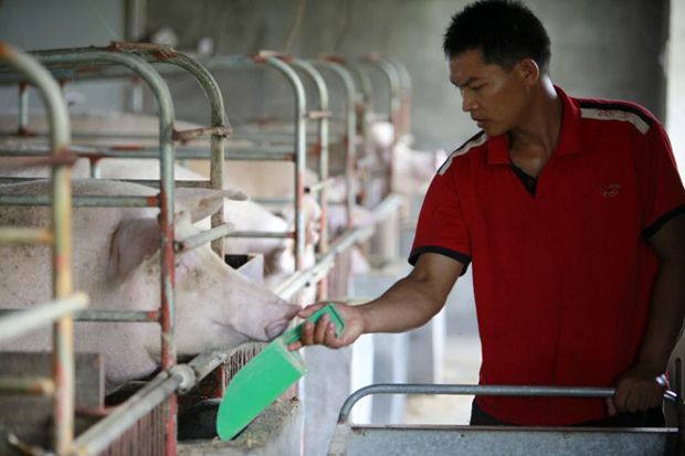 Virus Demam Babi Afrika Akan Tingkatkan Inflasi di Pasar Negara Berkembang