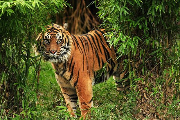 BKSDA Selidiki Kasus Petani Tewas Diterkam Harimau Sumatera