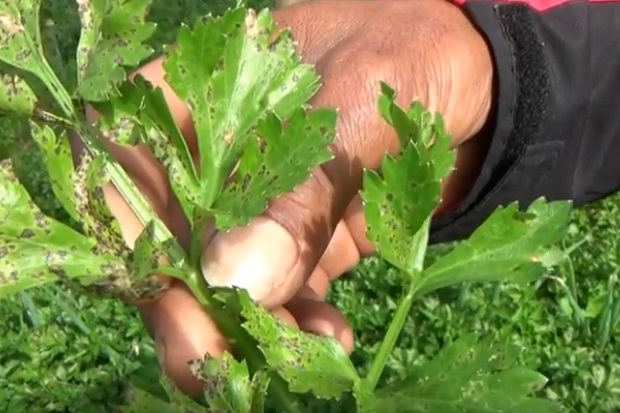 Embun Beku Serang Tanaman Petani di Lereng Bromo
