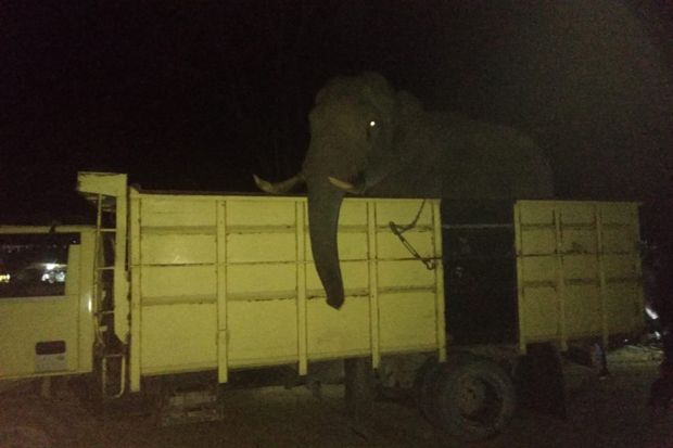 Sakit karena Keletihan, Dua Gajah Latih Terpaksa Ditarik