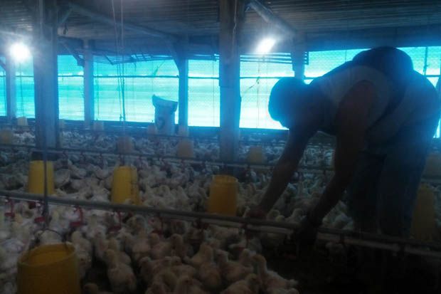 Harga Jual dari Peternakan Jatuh, Harga Ayam di Pasar Majalengka Masih Tinggi