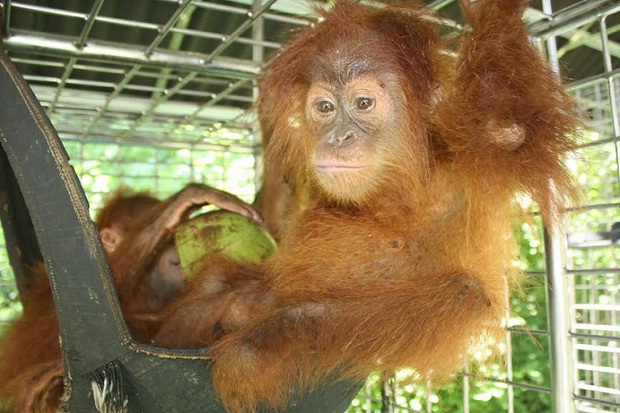 Gagal Diselundupkan ke Malaysia, 3 Bayi Orangutan Dikarantina ke Sibolangit
