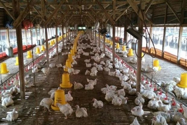 Kementan Telusuri Penyebab Besarnya Disparitas Harga Ayam