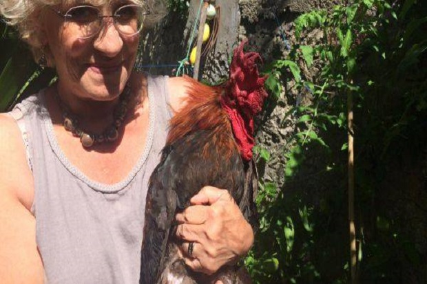 Berkokok Terlalu Keras, Seekor Ayam Diadili di Pengadilan Prancis