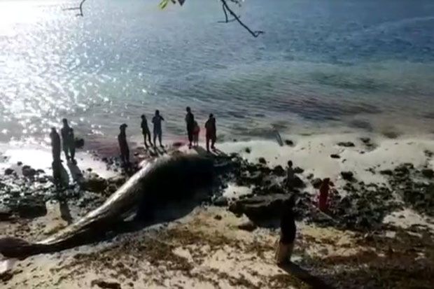 Bangkai Ikan Paus 9 Meter Terdampar di Pesisir Pantai Buton Utara