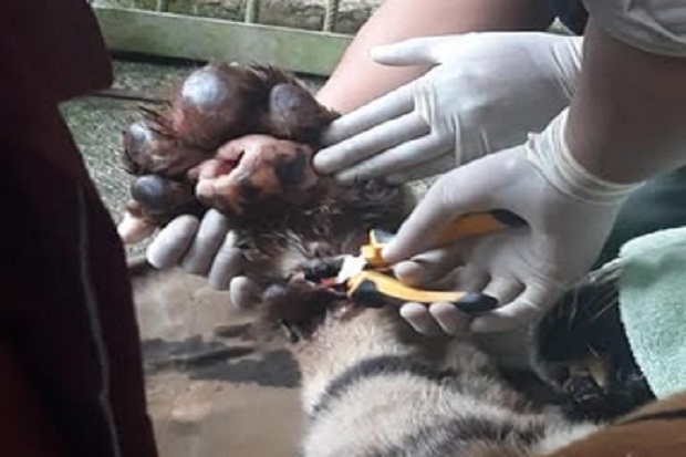 Dirawat Khusus, Kondisi Harimau Sumatera Terjerat Kawat di Padanglawas Membaik