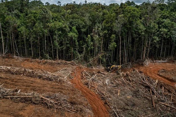 Pembukaan Lahan Hutan Sembarangan Rugikan Ekonomi Daerah