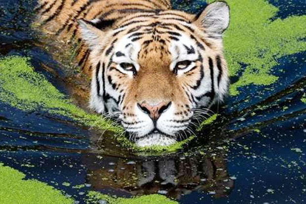 Gelombang Panas, Bonbin Belgia Berikan Es Batu untuk Harimau
