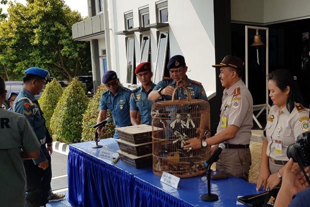 TNI AL Gagalkan Penyelundupan 500 Ekor Burung Kacer dari Malaysia