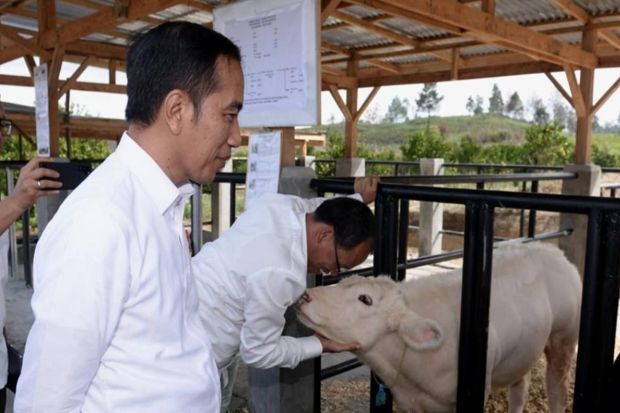 Presiden Jokowi Tinjau Peternakan Sapi dan Pertanian di Sumut
