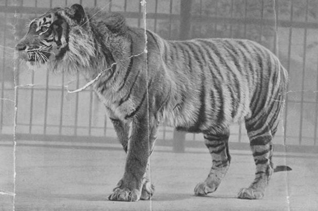Harimau Jawa Jadi Bagian Cerita Mitos Gunungkidul