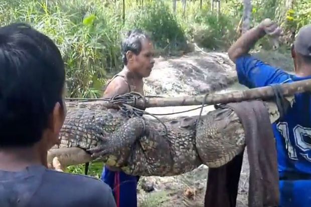 Warga Buton Tangkap Buaya Sepanjang Empat Meter di Atas Bukit