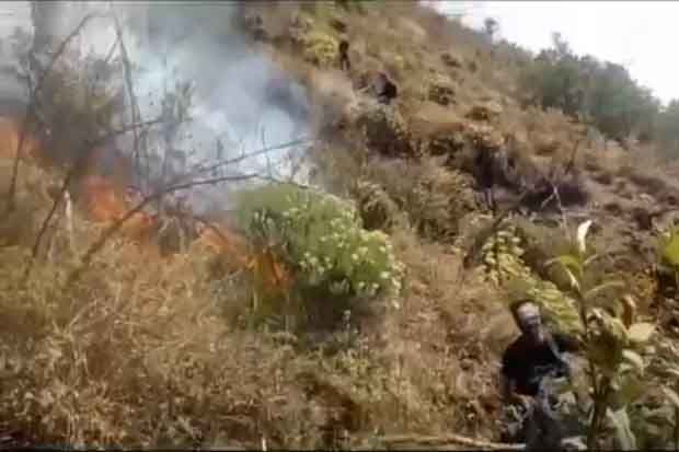 Kebakaran Gunung Ciremai Meluas, Tanaman Edelways dan Cantigi Ikut Terbakar