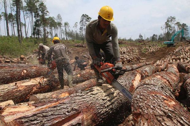 Deforestasi Mengancam jika RUU Pertanahan Disahkan