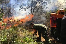 Peneliti Harvard: Asap Kebakaran Hutan Ancam 36.000 Jiwa
