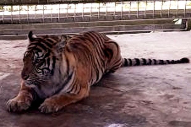 Harimau Sumatera Muncul di Permukiman, Petugas Pasang Camera